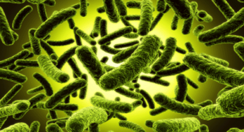 SE MANGI TANTE PROTEINE VALUTA L’USO DI PROBIOTICI ECCO PERCHE’!!
