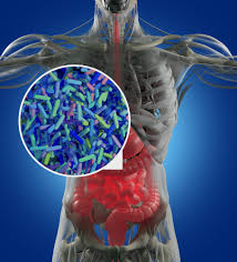 lactoferrin in the diet