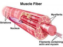 MUSCOLO E INVECCHIAMENTO CELLULARE COME PREVENIRLO