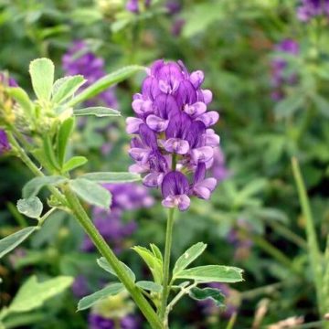 LA CHIAMAVANO ERBA MEDICA