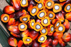 PALM OIL AND VEGETABLE OIL USE IN FOODS PREPARATION