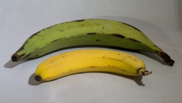 platano e banana