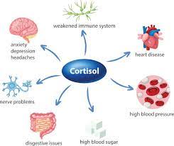 cortisol the stress Hormon